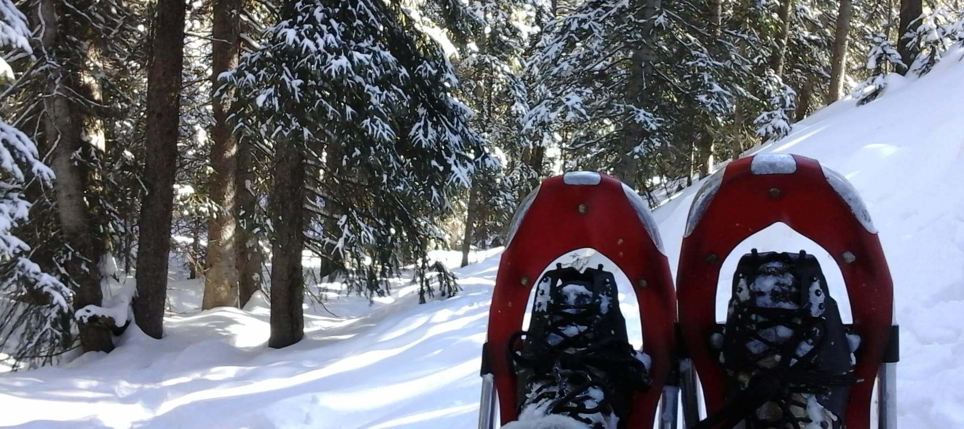 Snowshoe in forest