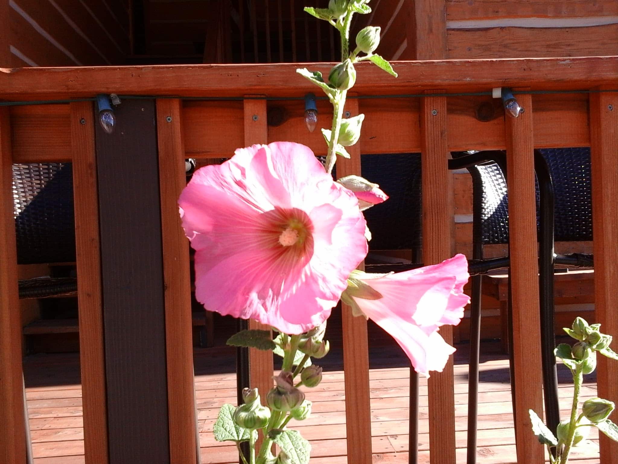 Pink hollyhock growing along the deck railing.