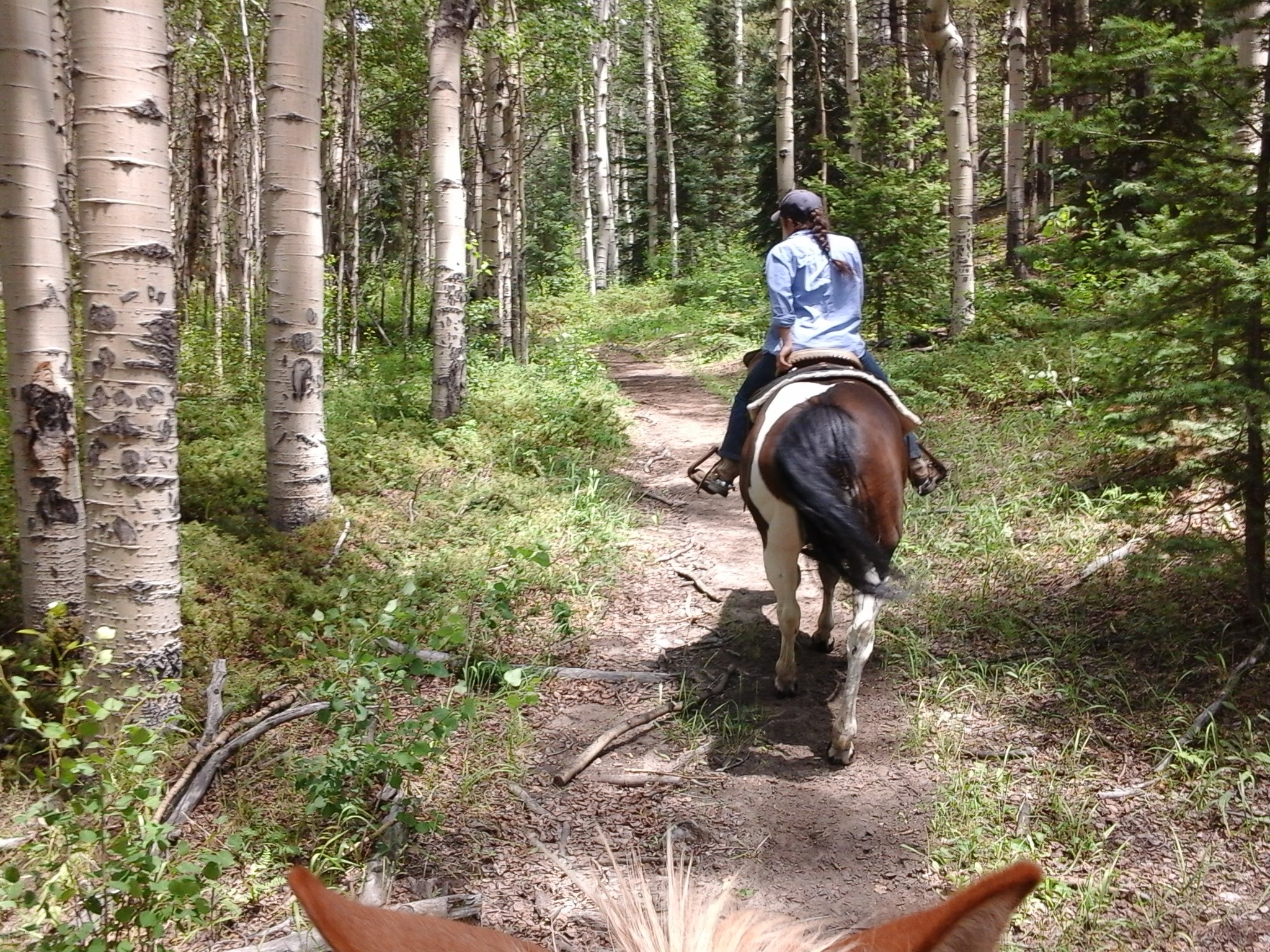Exterior photo in a forest with a lady riding a horse on a trail with Aspen trees on each side.