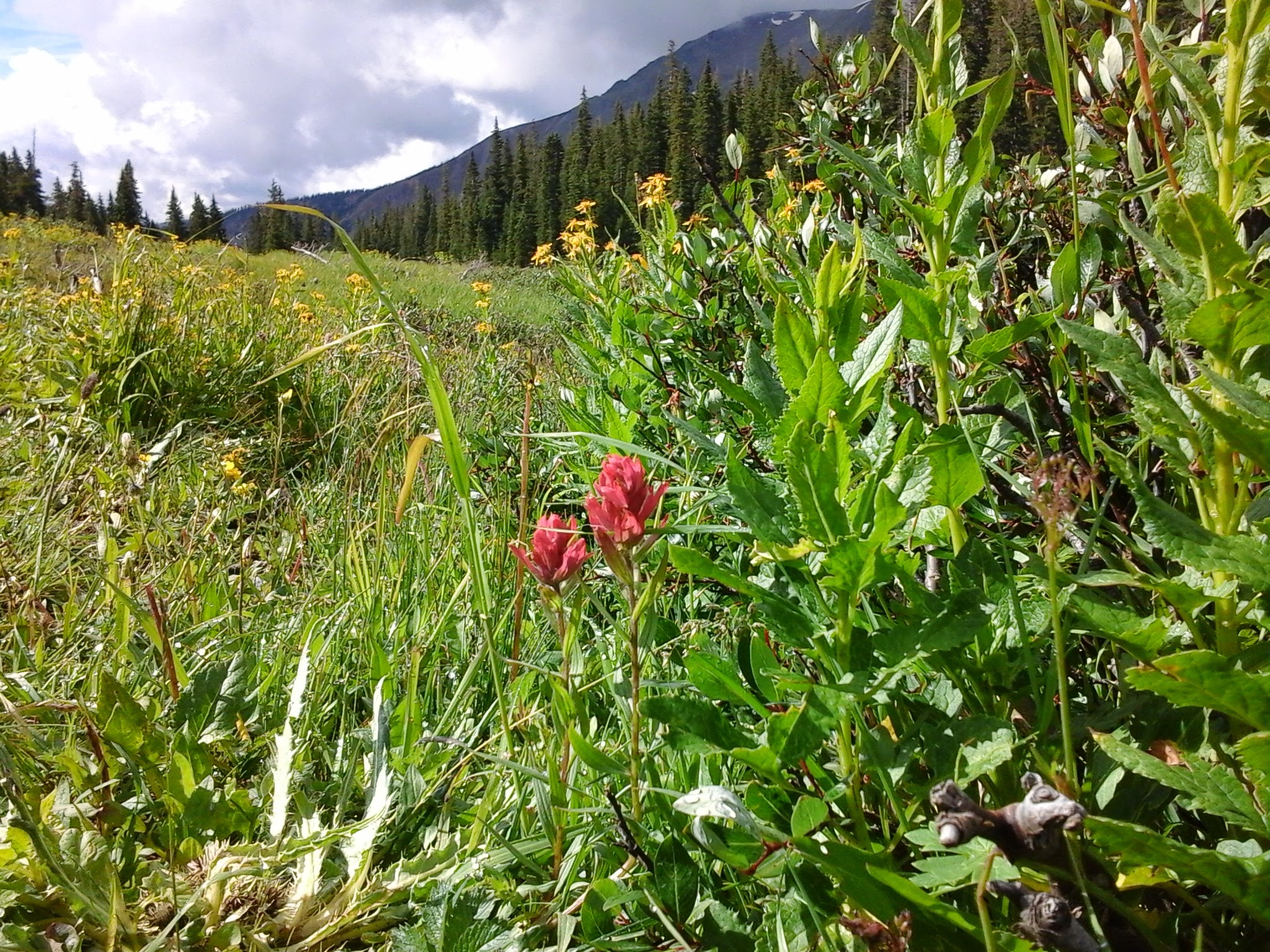 Wildflowers on a mountain side.