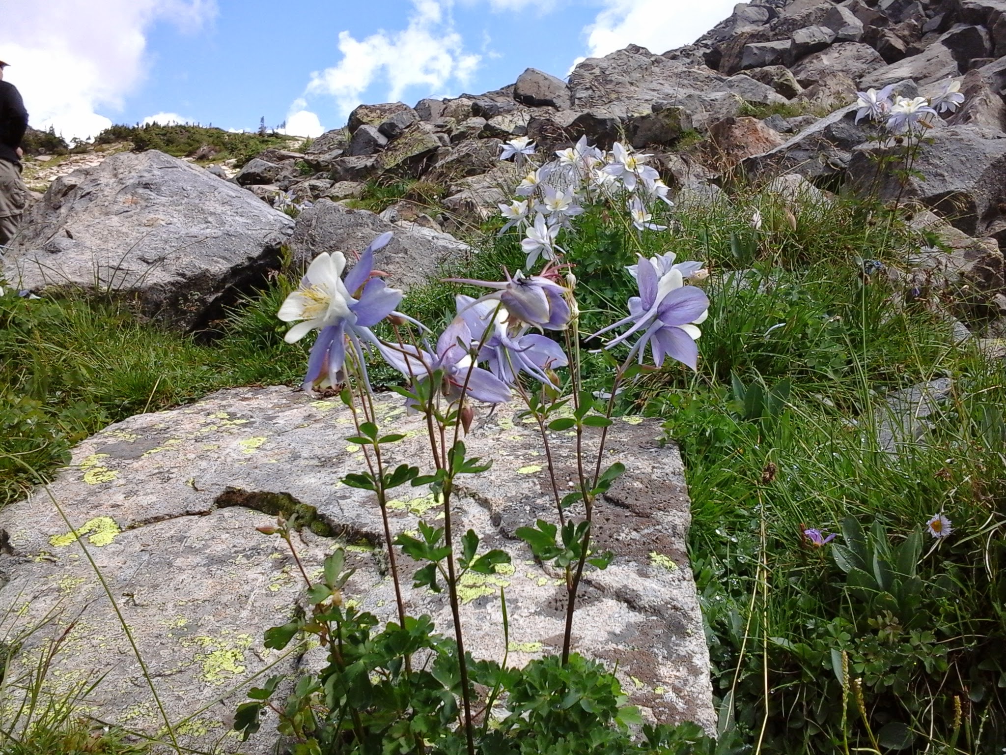 Columbines blooming in the rocky mountains.