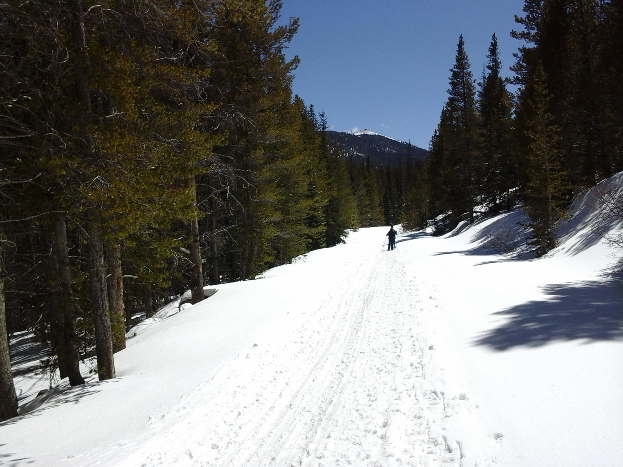 Cross Country skiier on a road in the Rocky Mountains on a sunny day with trees all around. 