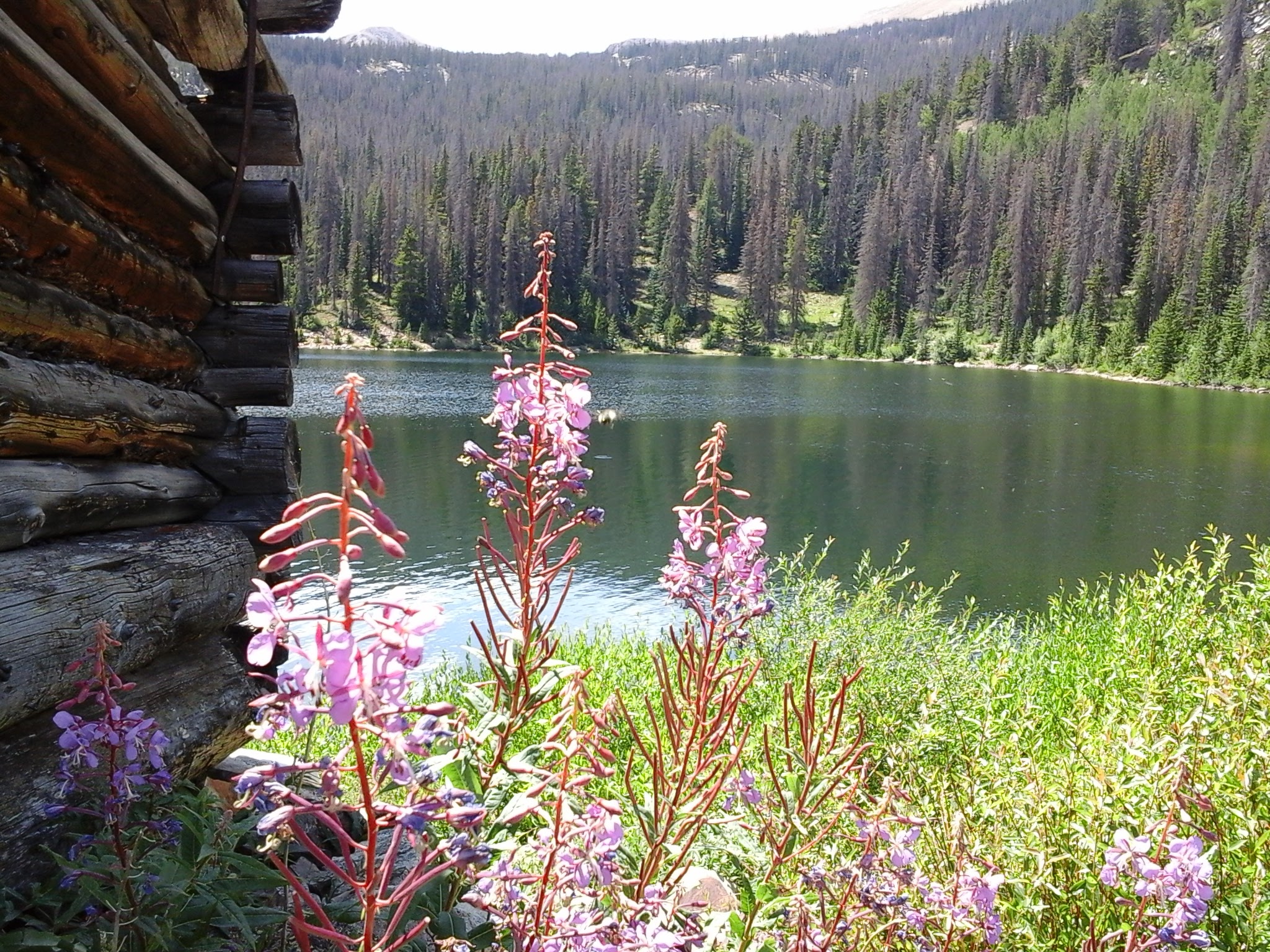 Wild flowers along the bank of Boss Lake.