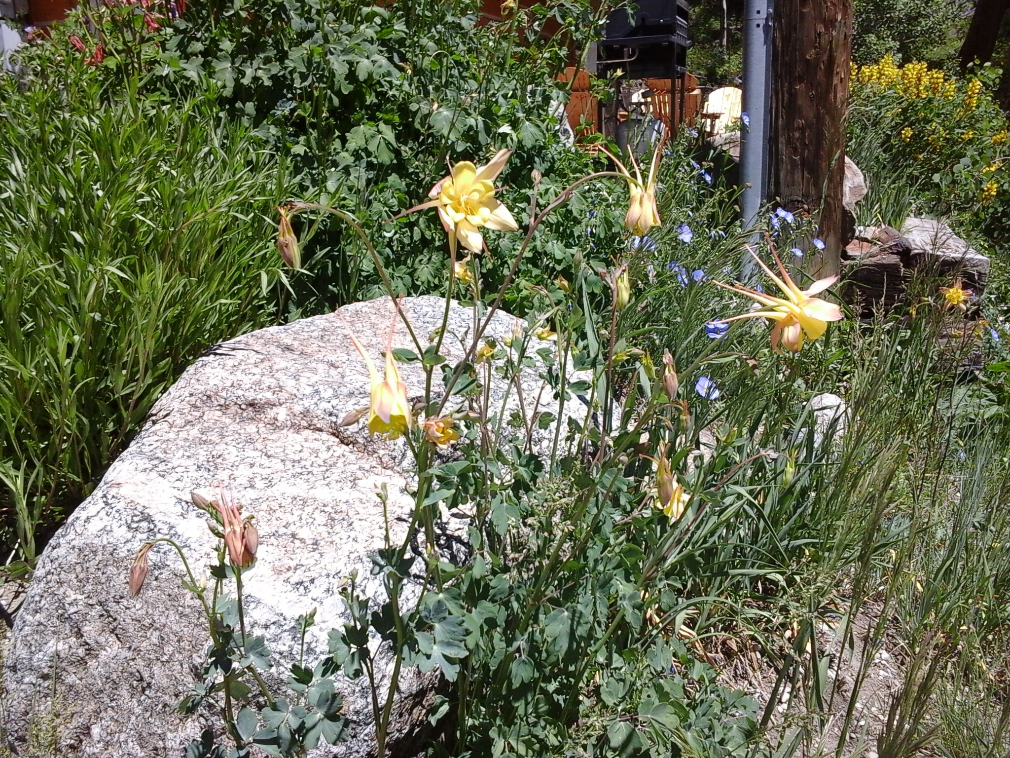 Sunny summer day with wildflowers blooming, yellow columbines.