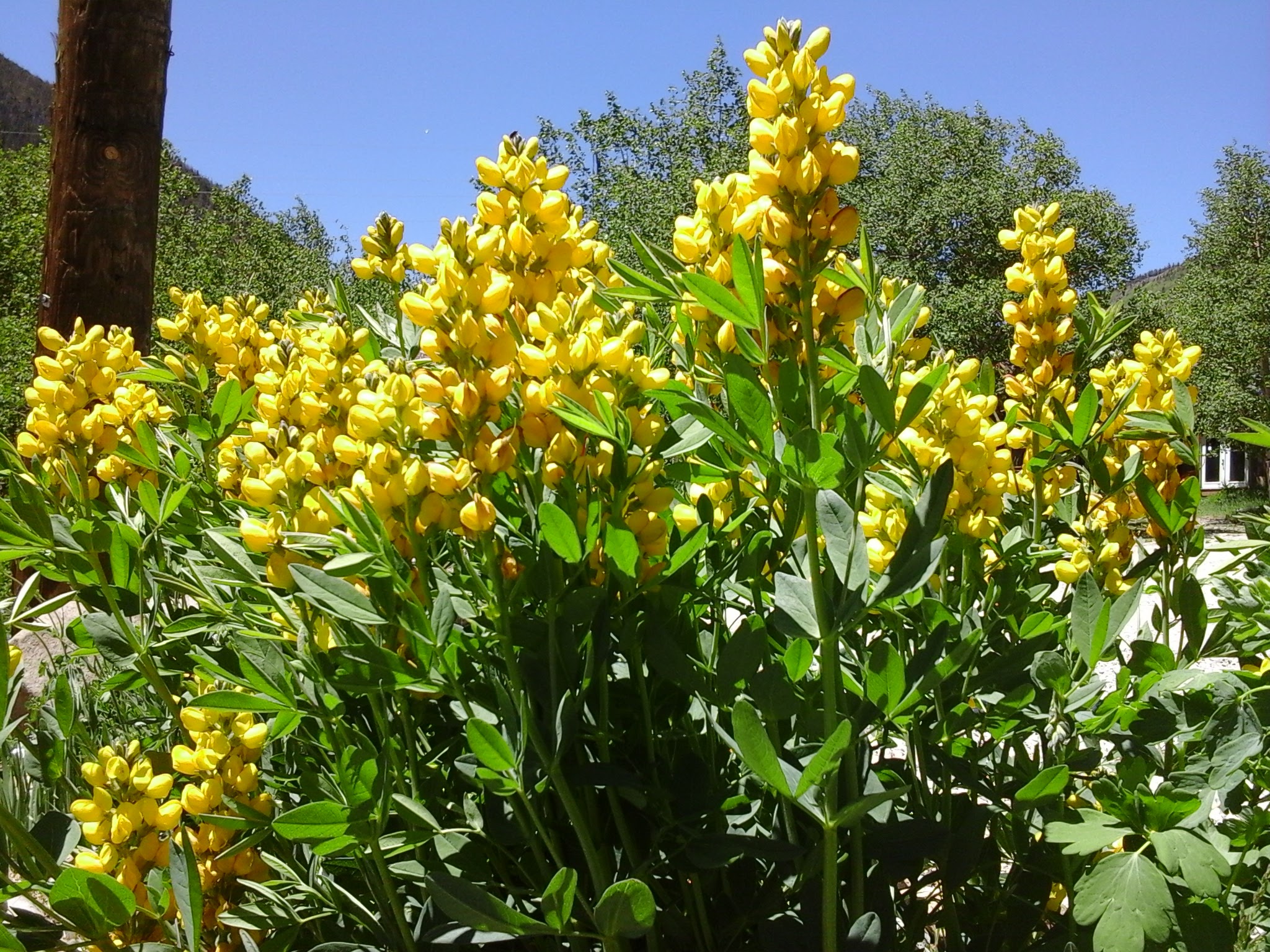 Sunny summer day with wildflowers blooming, Golden Pea.