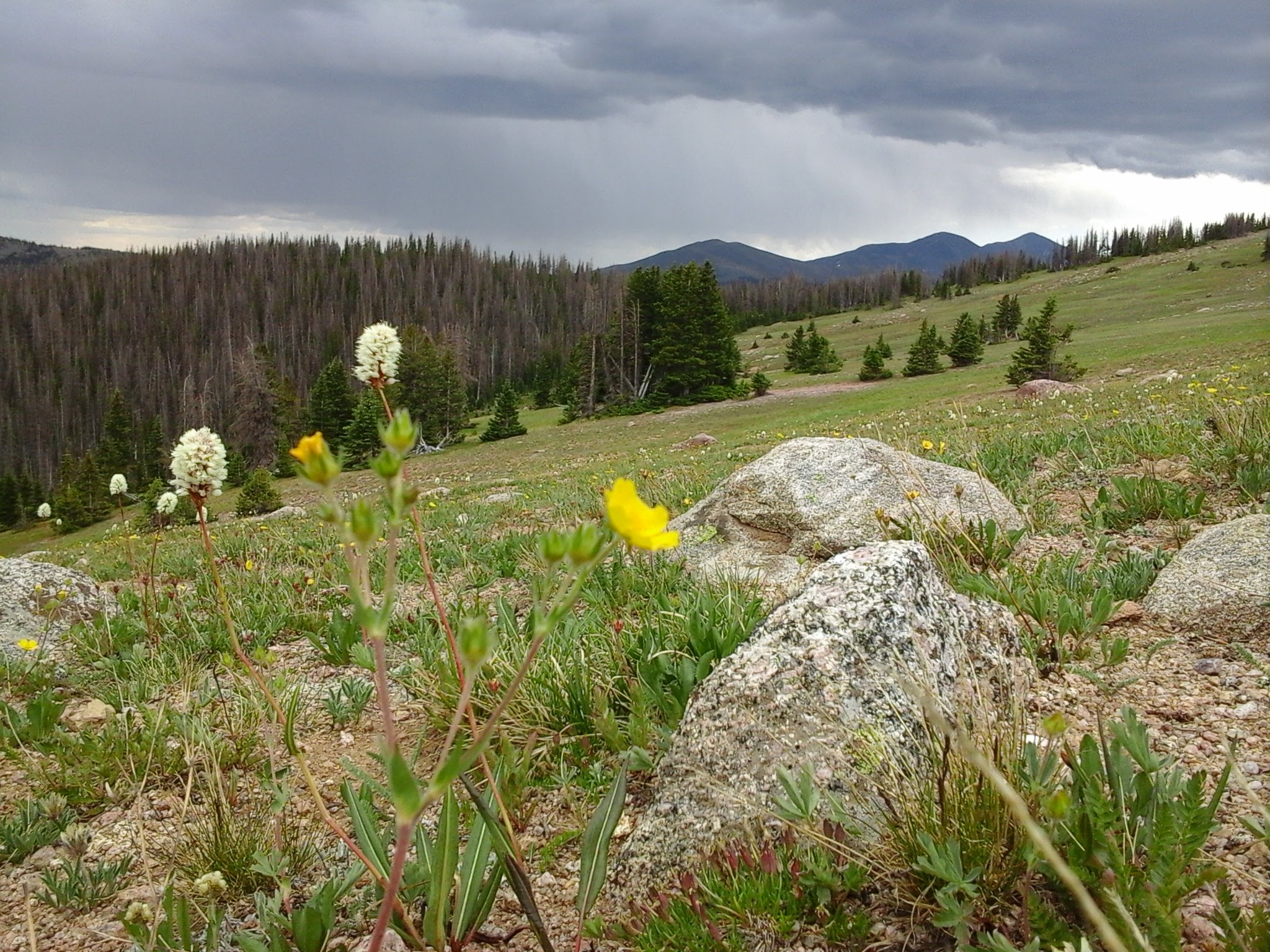 Wild flowers along in the mountians.