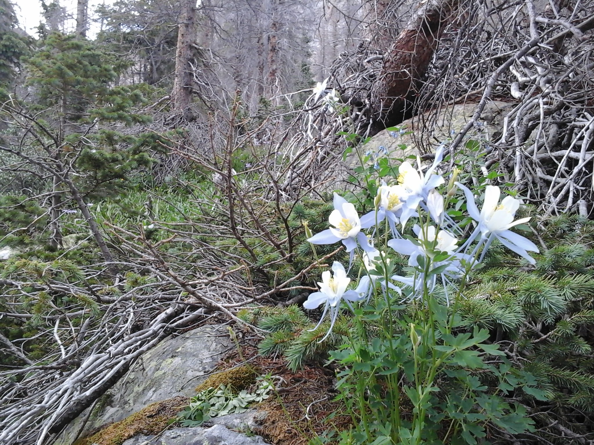 Purple and white Columbines in the forest.