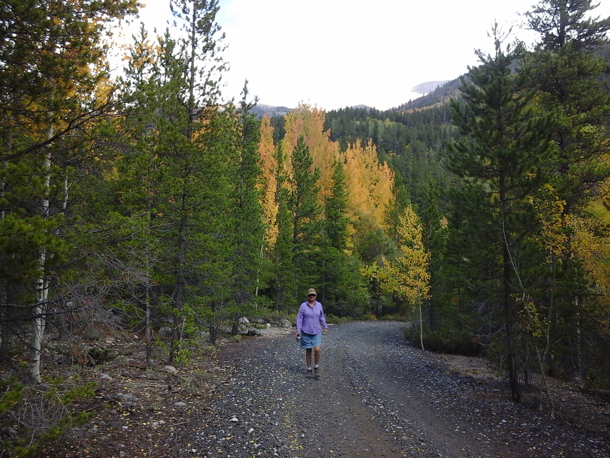 Lady walking along a road with fall colors starting on the aspen trees.