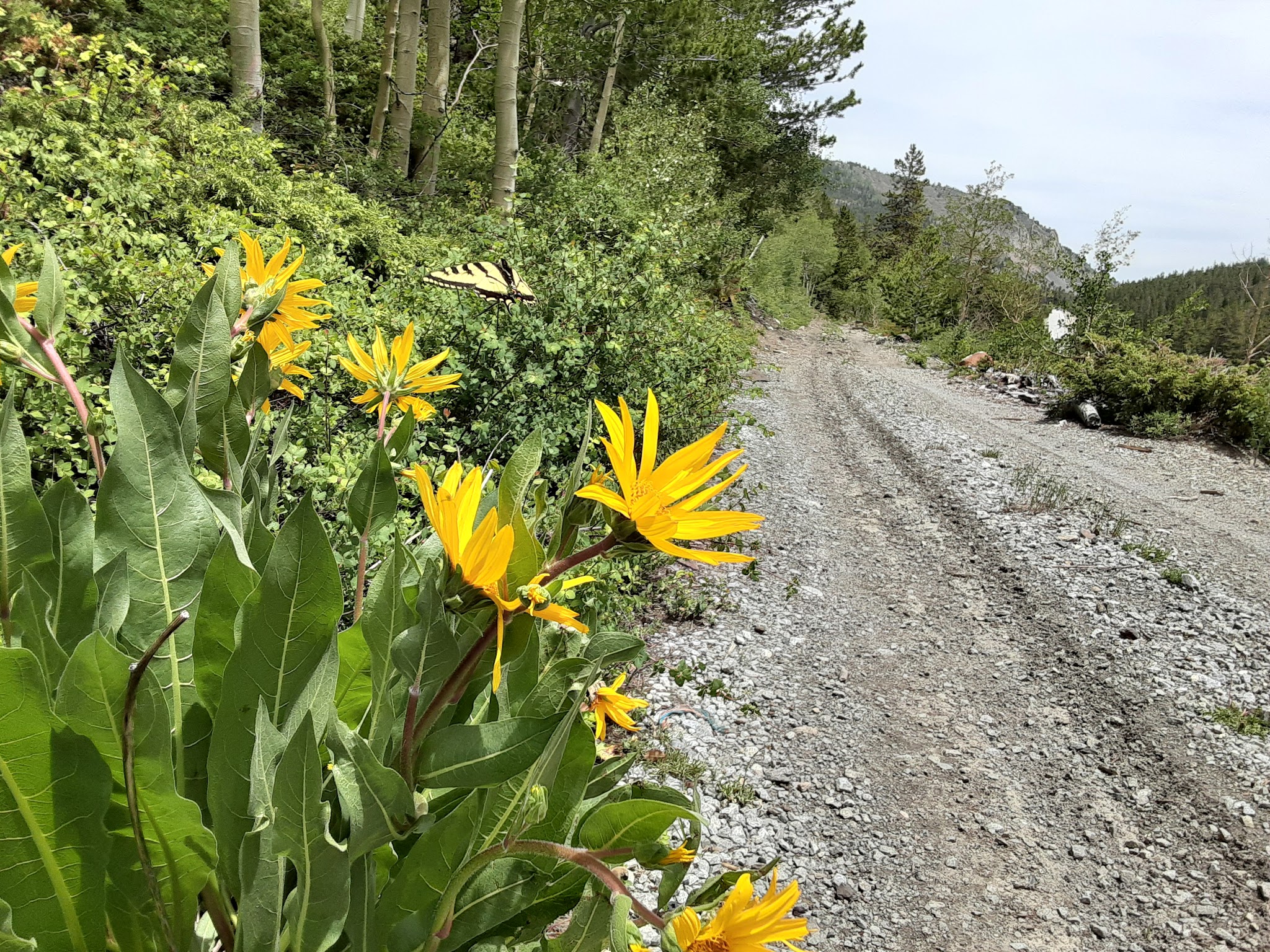 Flowers along a trail.