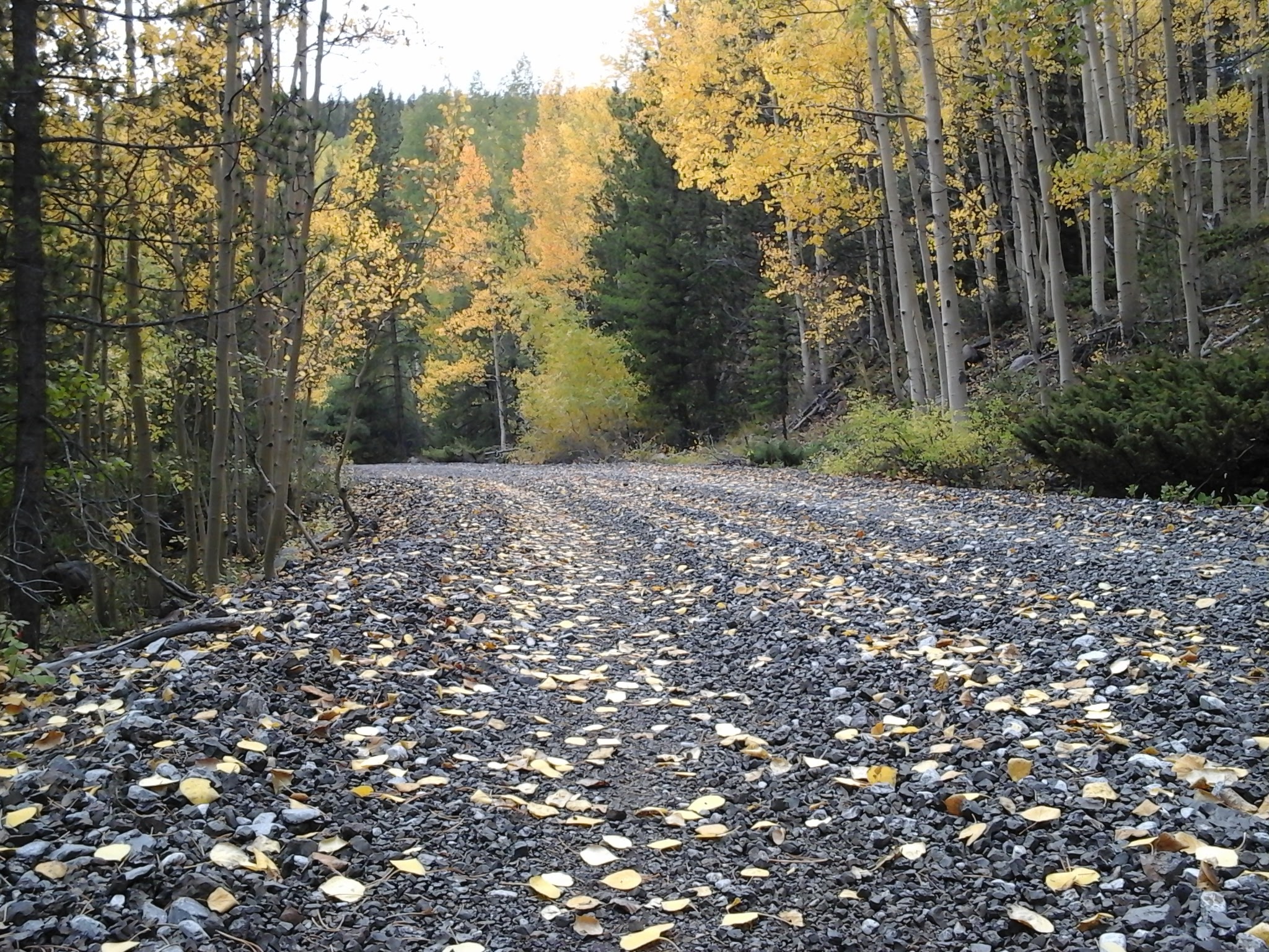 View of the fall leaves on the old railroad grade in Monarch, Colorado.