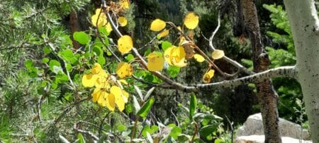 Golden fall leaves on the Aspen tree in the forest.