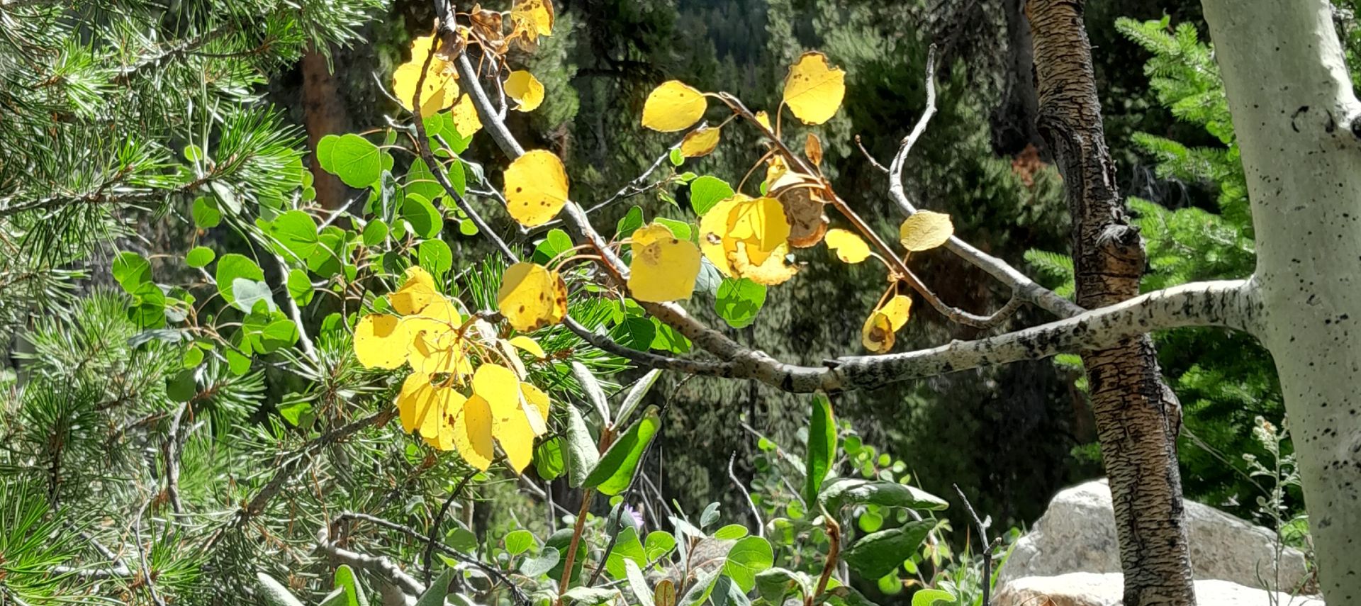 Golden fall leaves on the Aspen tree in the forest.