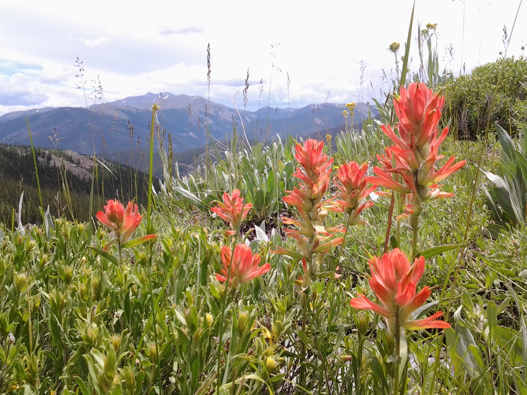 Wild flowers along the rocky mountain.