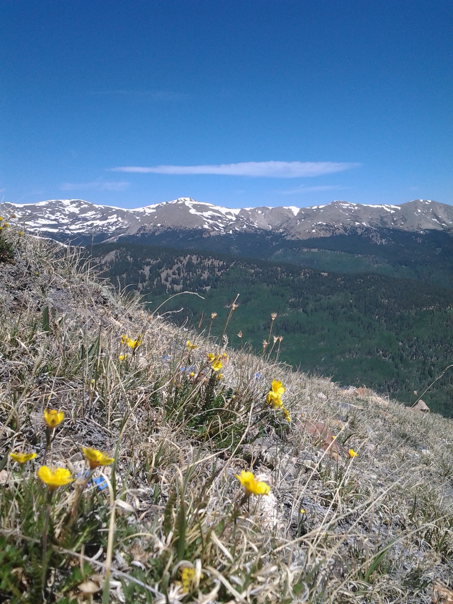 Small yellow and purple wildflowers growing along the side of a mountain side, sun is shinning, sky is blue, snow peaked mountains in the distance.