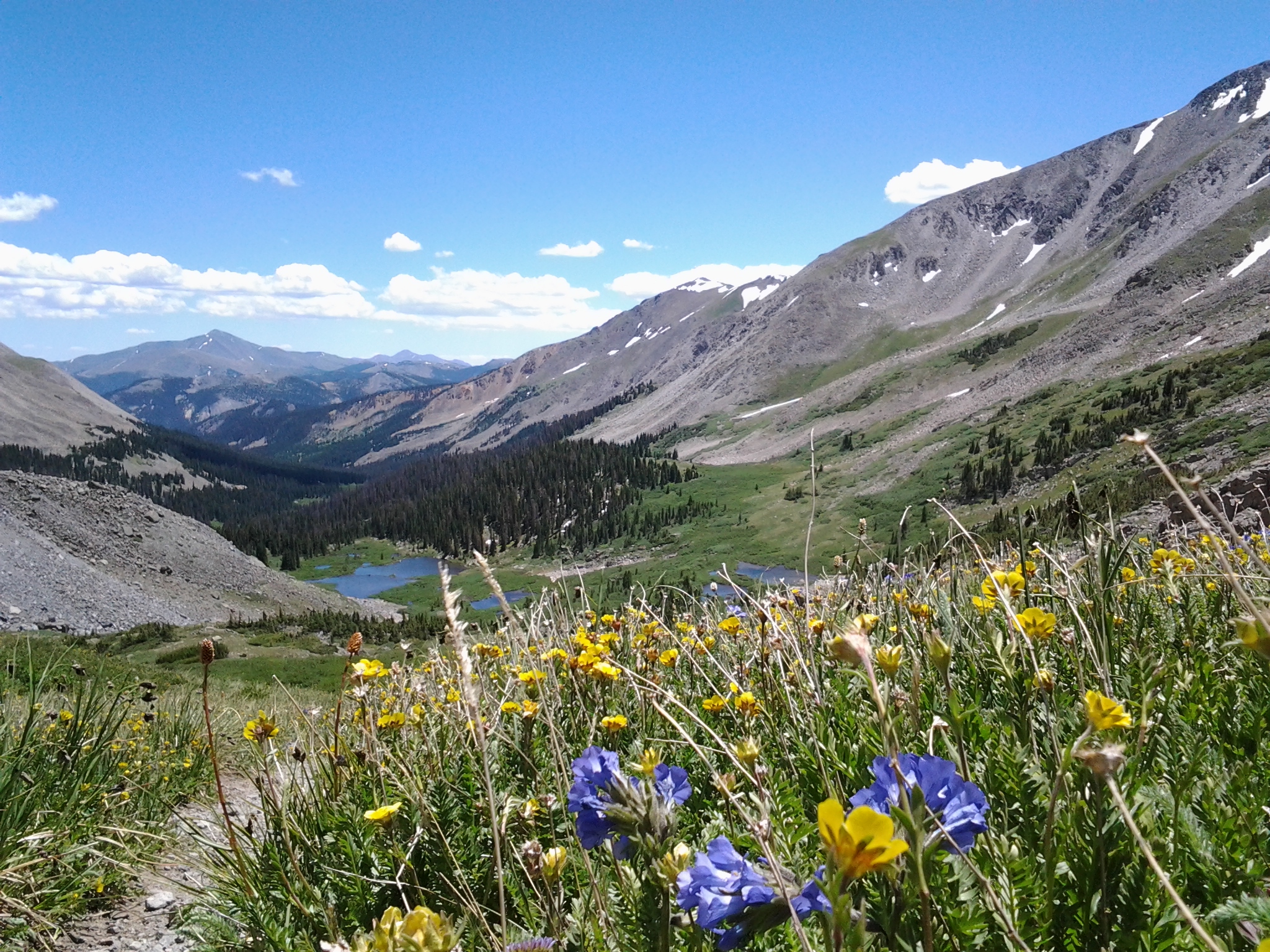 Top of a hiking trail with purple and yellow wildflowers all around with a small lake below.