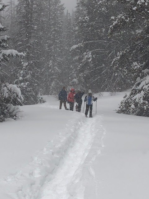 Winter day with lots of snow falling on the 4 people snowshoeing on a forest trail.