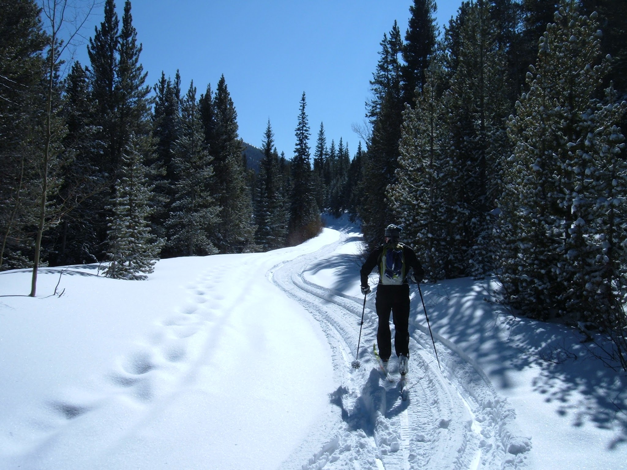 Cross country skier along a road with trees all around.