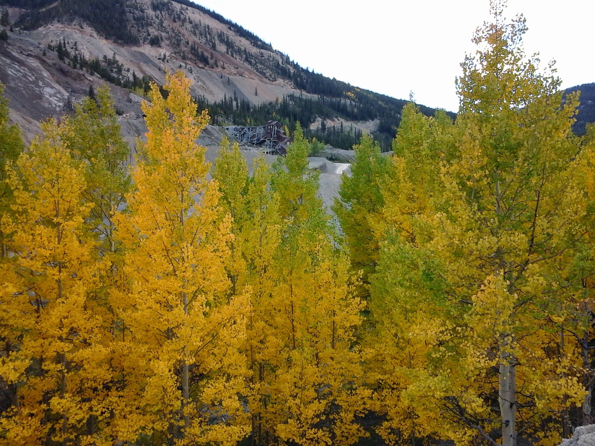 Fall colors on Aspen trees in the mountains.