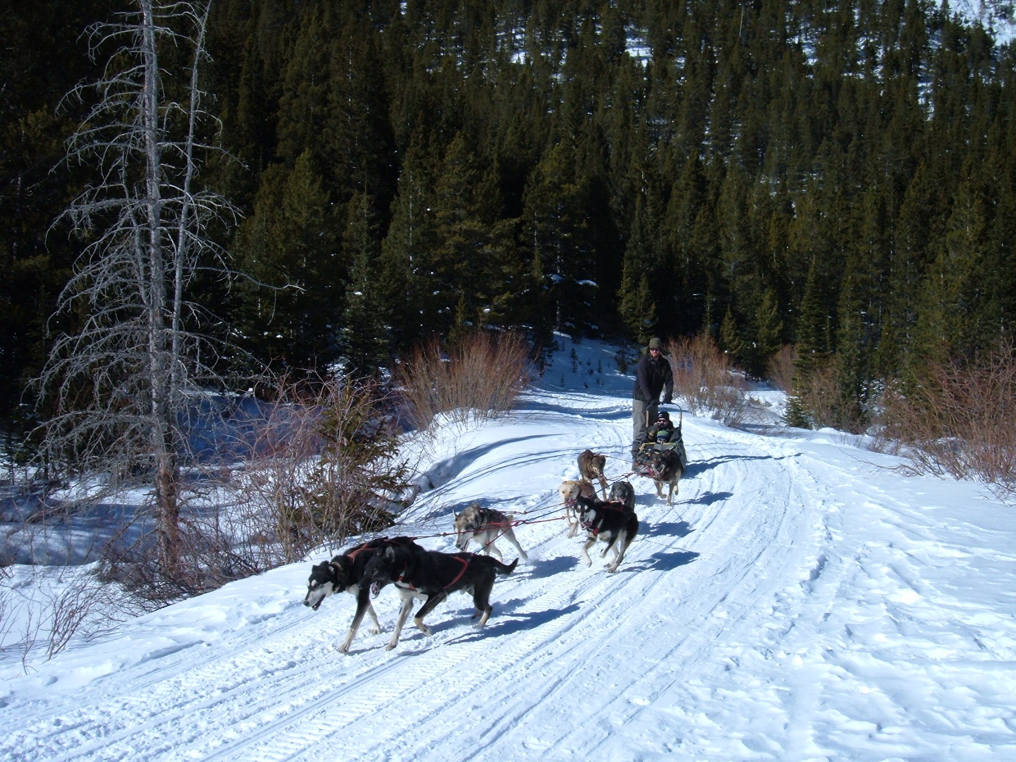 Dogsled ride in the mountains with trees all around.