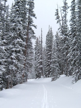 Winter cloudy day in the forest with single cross-country ski tracks leading up the mountain.