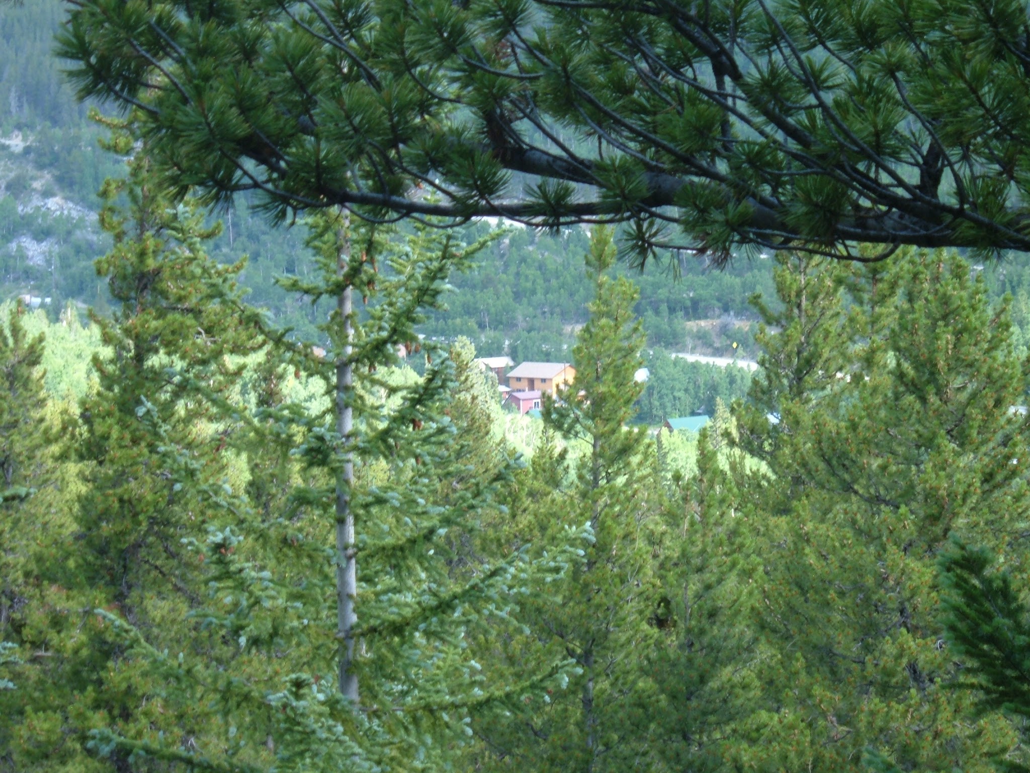 Looking through the pines at Ski Town Condos in the distance.