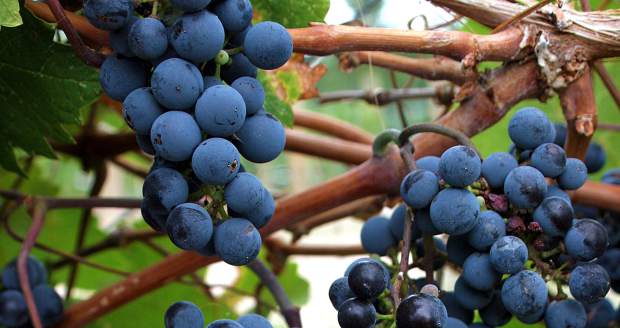 Deep purple grapes on vines.