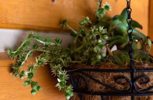 Close up view of green succulents in wrought iron hanging basket