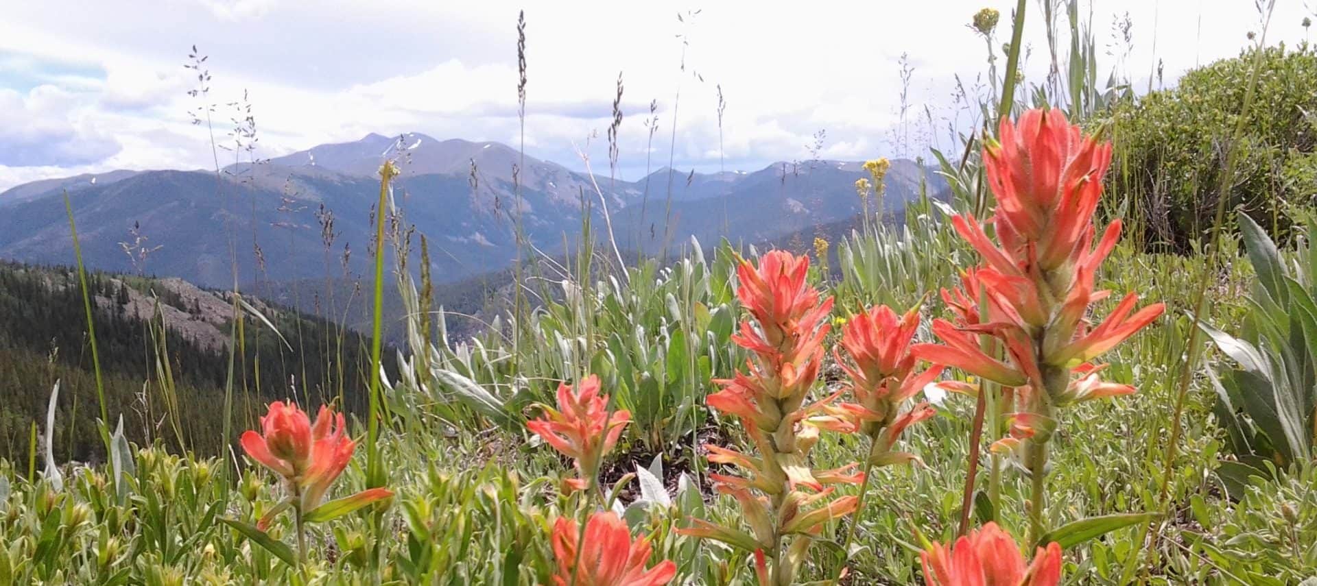 Close up view of pink flowers surrounded by green grass with mountains in the background