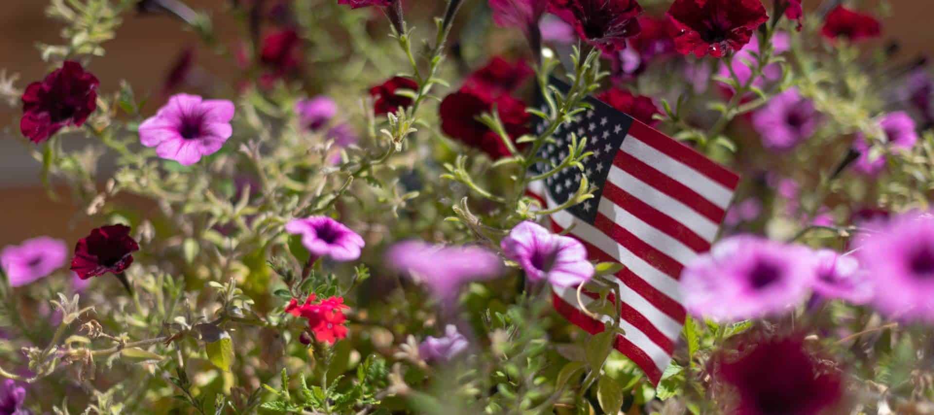Close up view of purple, dark red, and pink flowers and a United States of America flag