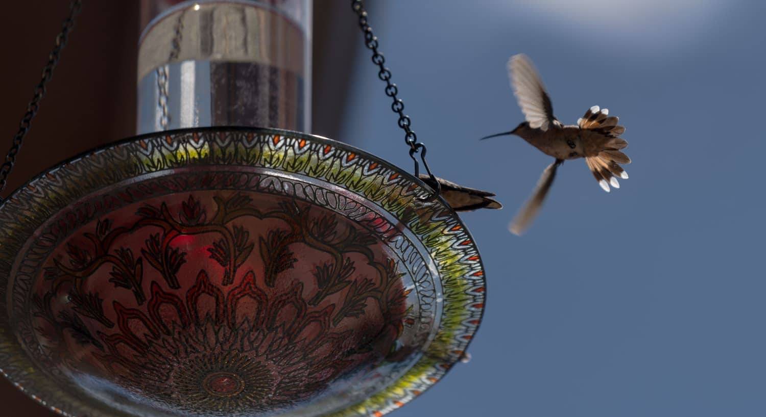 Close up view of a hummingbird flying to a feeder